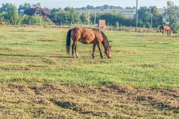 Ló legelőn. — Stock Fotó