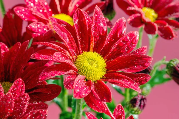 Astratto Sfondo Floreale Bel Fiore Crisantemo Close Fiori Sfondo Design — Foto Stock
