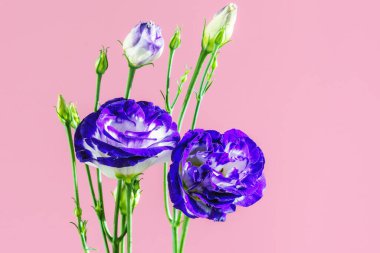 Doğal ışıkta güzel bir Eustoma 'nın yakın çekimi 