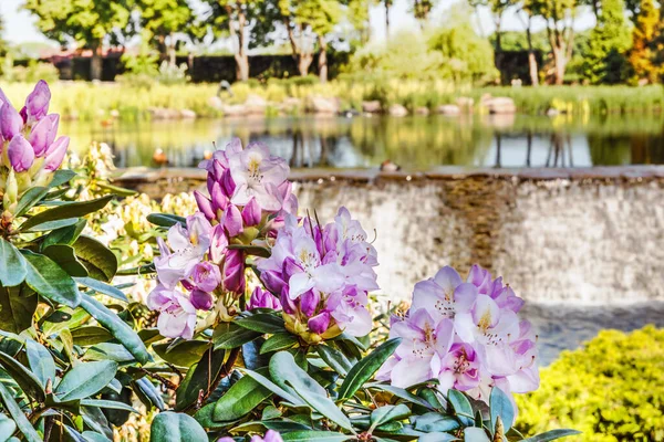 Fond Fleur Naturel Vue Imprenable Sur Rododendron Coloré Fleurissant Dans — Photo