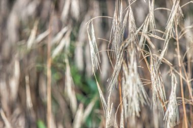Çiy damlalarındaki tarla bitkilerinden güzel bir arkaplan.