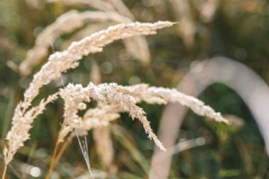 Çiy damlalarındaki tarla bitkilerinden güzel bir arkaplan.