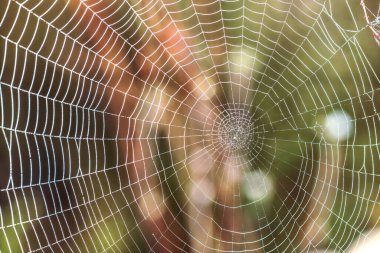 Bir yaz tarlasında çiy damlalarında örümcek ağı.