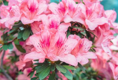 Rododendron çiçekleri, biraz düzensiz pembe ya da mor renkli corolla ile, ırklar ya da corymbose inflorescences içinde toplanır.