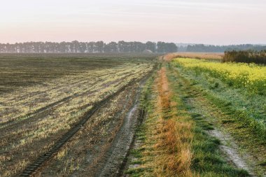 Sonbahar tarlasında şafak vakti. Pürüzlü tarla ve köy yolu.