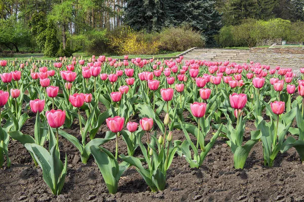 Чудові Тюльпани Київського Ботанічного Саду — стокове фото