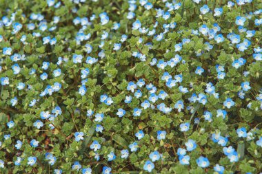 Narin mavi nemofiller. Yeşil arka planda güzel bir halı..