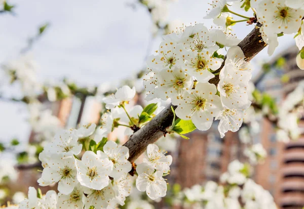 Cerisiers Fleurs Dans Cour Ville — Photo