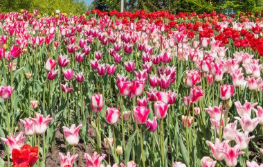 Kiev-Pechersk Lavra yakınlarındaki Kiev 'in tarihi merkezindeki şarkı sahasında bir eğlence parkında güzel bir çiçek tarlası. Lale (lat.Tulipa) - Liliaceae familyasının daimi bitkisel soğan bitkisi cinsi..