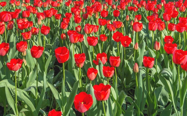 Гарне Квіткове Ліжко Червоними Тюльпанами Парку Феофанія Київ Україна Tulip — стокове фото
