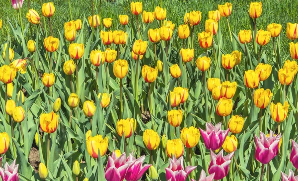 Tulip Lat Tlipa Рід Багаторічних Трав Янистих Опуклих Рослин Родини — стокове фото