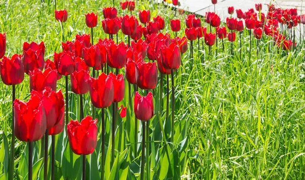 Tulip Lat Tlipa Рід Багаторічних Трав Янистих Опуклих Рослин Родини — стокове фото