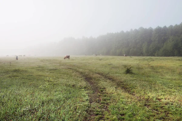 朝の霧の中の牛の牧草地 — ストック写真