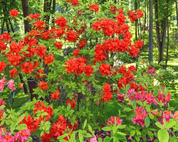 Beautiful Bush Blooming Azalea Mezhyhirya Landscape Park Kiev — Stock Photo, Image