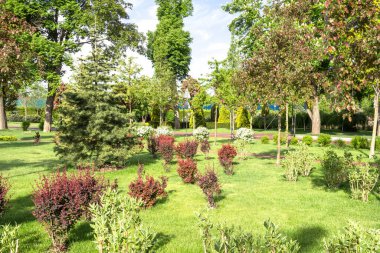 Kiev yakınlarındaki Mezhyhirya Ulusal Parkı 'nın parçası. Ön planda güzel bir ağaç ve çiçek açan çalılar var..