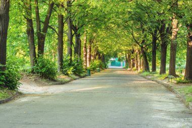 Botanik bahçesindeki meşe yolu. Oak (Latince: Qurcus), Beech familyasından bir ağaç türü..