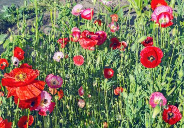 Bahçedeki çiçek tarhında güzel gelincikler.