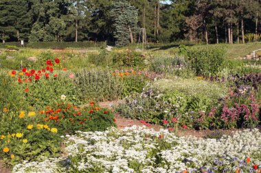 Ukrayna, Kiev 'in botanik bahçesindeki büyük bir çiçek tarhının parçası..