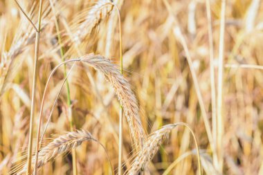 Bir buğday tarlası parçası. Dikenler olgunlaşıyor..