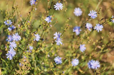 Yaygın hindiba (lat.Cichrium ntybus) sadece kamış mavisi çiçeklerinden oluşan şişme sepetler tarafından tanınır..
