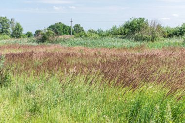 Yaz manzarası. Rüzgarlı havada güzel çimenler.