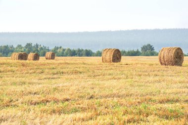 Saman yığınları - hasat edilen ekinlerden kalan saman balyaları, hasat edilen ekinlerle dolu bir tarla tarlası..