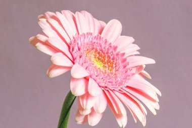 Leylak arkaplanda güzel bir gerbera çiçeği. 