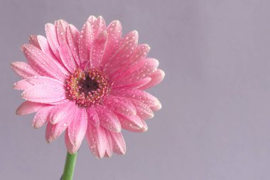 Leylak arkaplanda güzel bir gerbera çiçeği. 