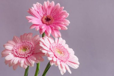 Leylak arkaplanda güzel pembe gerberalar.