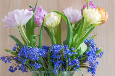 Çok güzel bir buket renkli şakayık laleler ve scilla çiçekleri.