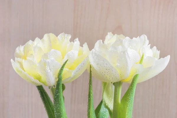 Dos Hermosos Tulipanes Peonía Ligera Con Gotas Rocío —  Fotos de Stock