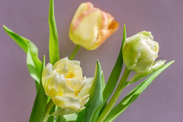 ライラックの背景に美しいチューリップの花束 — ストック写真