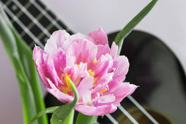 Belle Tulipe Sur Fond Lilas Fragment Instrument Musique Ukulele — Photo