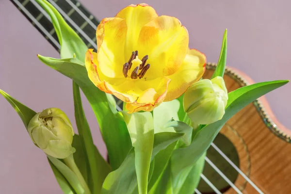 Bouquet Belles Tulipes Sur Fond Lilas Fragment Instrument Musique Ukulélé — Photo