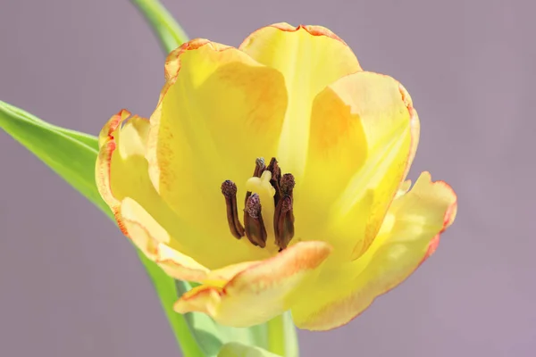 Bela Tulipa Fundo Lilás — Fotografia de Stock