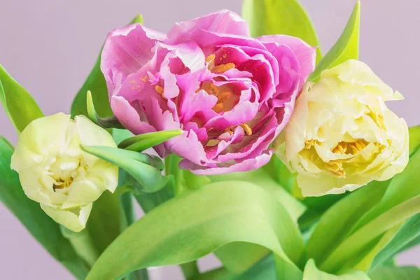 Belle Tulipe Sur Fond Lilas — Photo