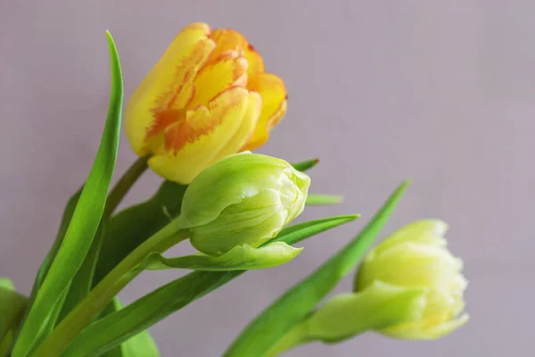 Hermoso Tulipán Sobre Fondo Lila —  Fotos de Stock