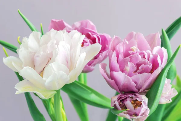 Bouquet Belles Tulipes Sur Fond Lilas — Photo