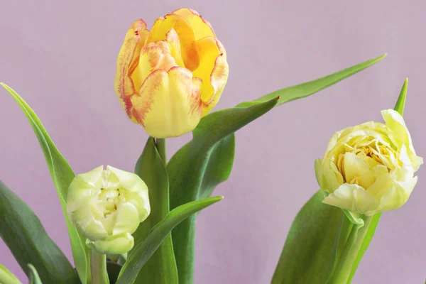 Bouquet Belles Tulipes Sur Fond Lilas — Photo