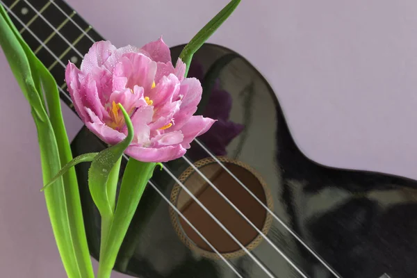 beautiful tulip on a lilac background and a fragment of a musical instrument ukulele