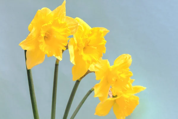 Jonquilles Jaunes Grandes Couronnes Avec Une Couronne Ondulée Cette Fleur — Photo