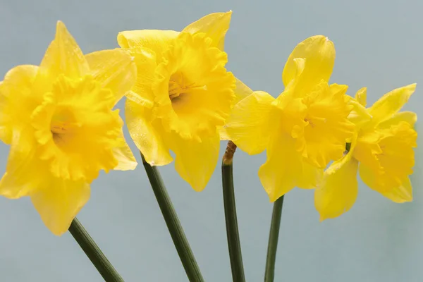 Jonquilles Jaunes Grandes Couronnes Avec Une Couronne Ondulée Cette Fleur — Photo