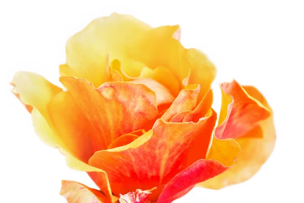 Belle Rose Hybride Sur Fond Blanc Gros Plan — Photo