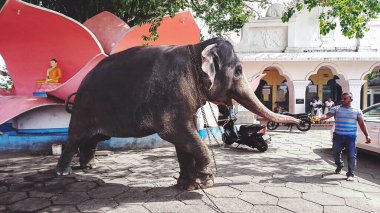 Sigirya, Sri Lanka - 25 Ocak 2018: Yoldan geçen biri, bir fili muz ile besliyor.