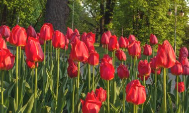 Botanik bahçesinde açan kırmızı laleler.