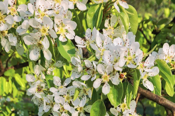 Flowering Branch Pear Flowers Pear Close Blurred Background Pear Blossom — Stock Photo, Image