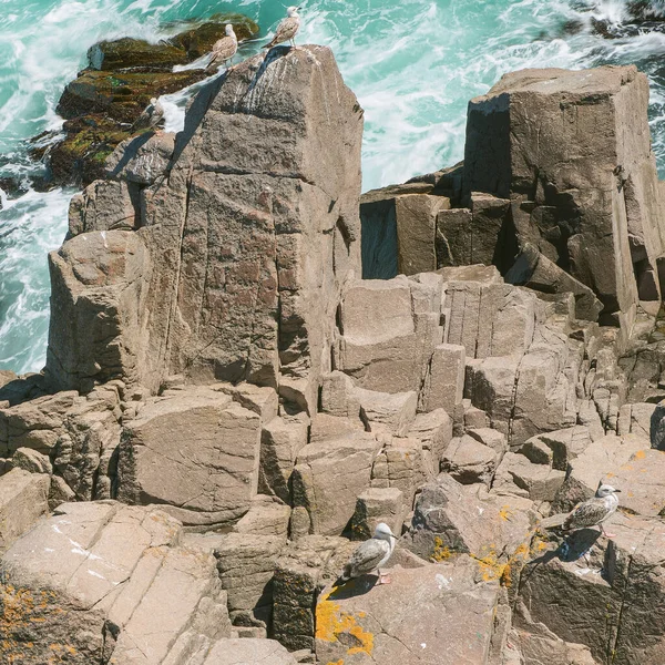 Gaviotas Las Rocas Costeras Sozopol Bulgaria — Foto de Stock