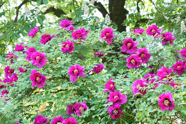 Boompioenroos Paeonia Suffruticosa Een Hybride Soort Uit Familie Van Pioenrozen — Stockfoto