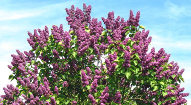 Leylak, hem güneyde hem de kuzey Avrupa 'da son derece dayanıklı, lüks bir çalılıktır. Baharda büyük kızılötesi ışınlar ile bahçeler süslenir..