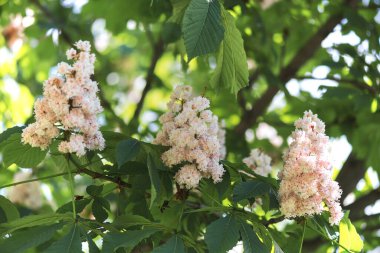 Ukrayna Kiev bahçesinde at kestanesi çiçekleri.